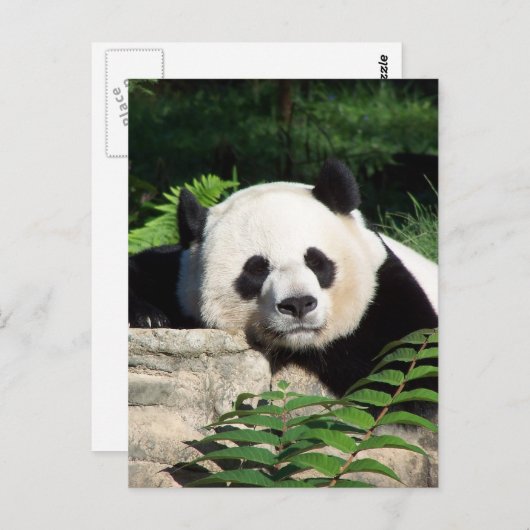 Giant Panda Napping Briefkaart (Voorkant / Achterkant)