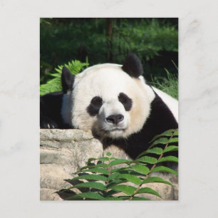 Giant Panda Napping Briefkaart