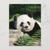 Giant Panda Napping Briefkaart (Voorkant)