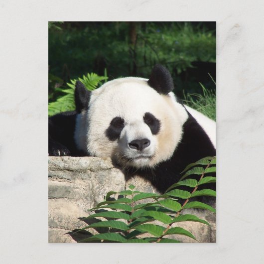 Giant Panda Napping Briefkaart (Voorkant)