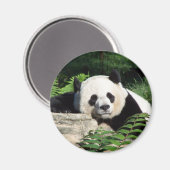 Giant Panda Napping Magneet (Voorkant / Achterkant)