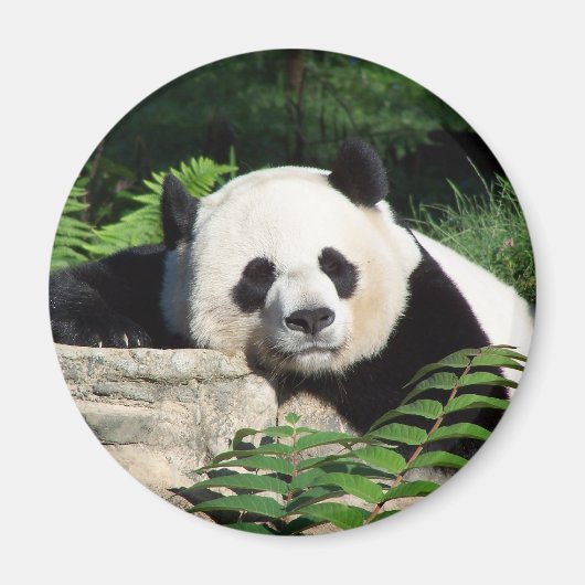 Giant Panda Napping Magneet (Voorkant)