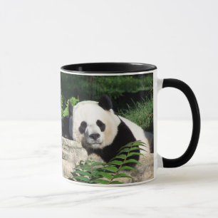 Giant Panda Napping Mok