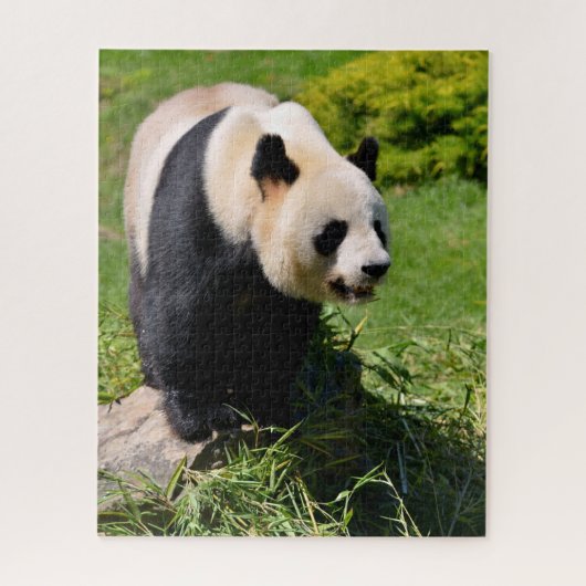 Giant panda op een steen legpuzzel (Verticaal)