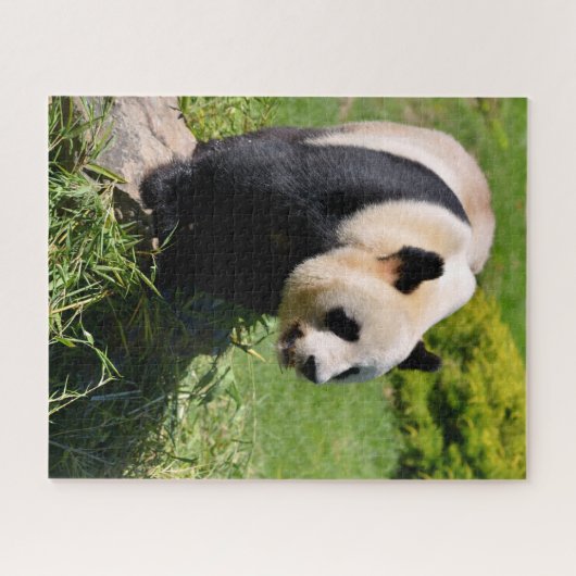 Giant panda op een steen legpuzzel (Horizontaal)
