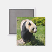 Giant panda op een steen magneet (Voorkant / Achterkant)