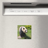 Giant panda op een steen magneet (Insitu (Vaatwasser))