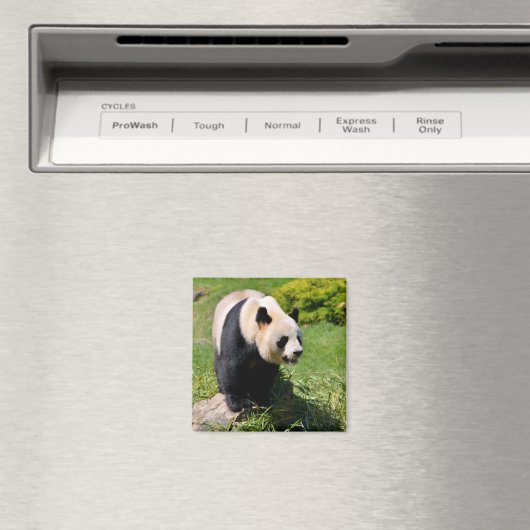 Giant panda op een steen magneet (Insitu (Vaatwasser))