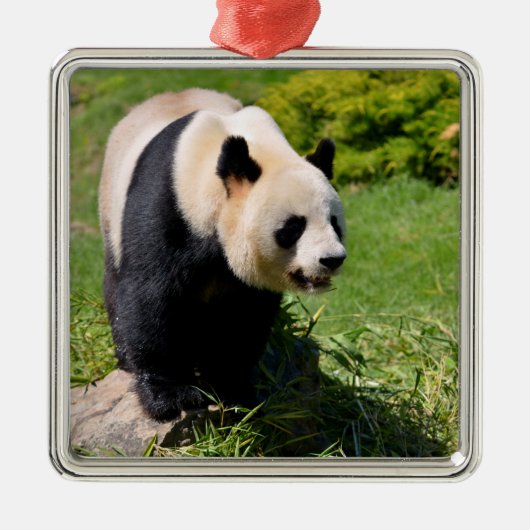 Giant panda op een steen metalen ornament (Voorkant)