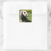 Giant panda op een steen vierkante sticker (Tas)