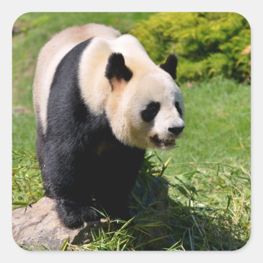 Giant panda op een steen vierkante sticker (Voorkant)