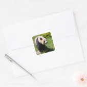 Giant panda op een steen vierkante sticker (Envelop)