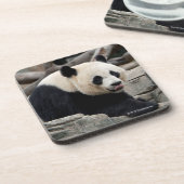 Giant Panda op Rocks Bier Onderzetter (Linkerzijde)
