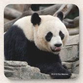 Giant Panda op Rocks Bier Onderzetter (Voorkant)