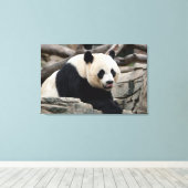 Giant Panda op Rocks Canvas Afdruk (Insitu (Houten vloer))