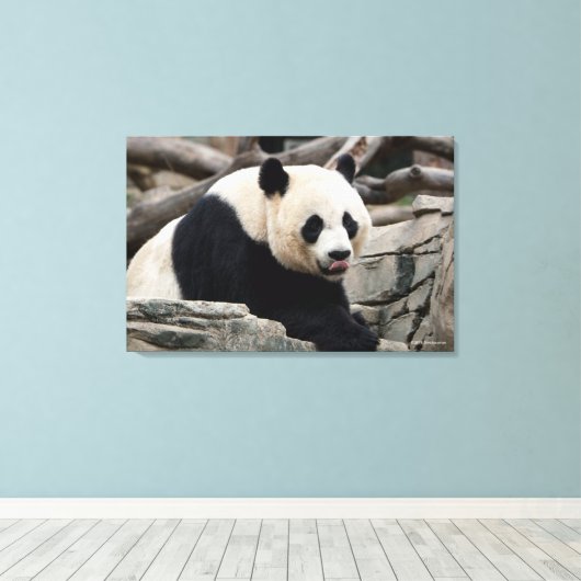 Giant Panda op Rocks Canvas Afdruk (Insitu (Houten vloer))