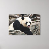 Giant Panda op Rocks Canvas Afdruk (Voorkant)