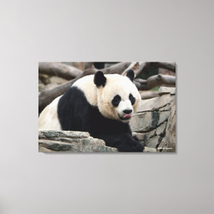 Giant Panda op Rocks Canvas Afdruk