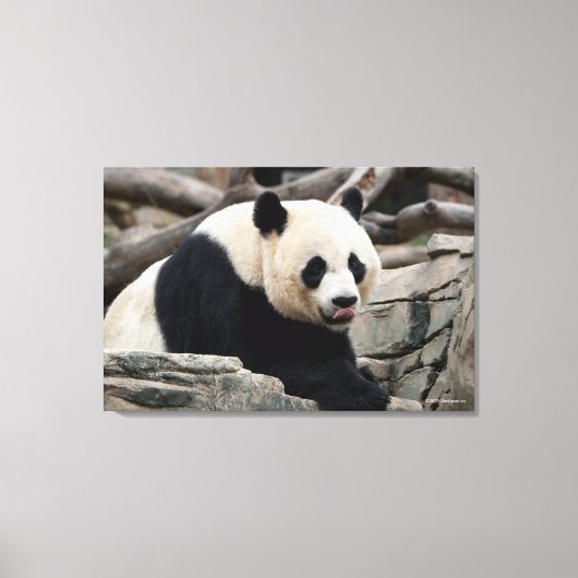 Giant Panda op Rocks Canvas Afdruk (Voorkant)