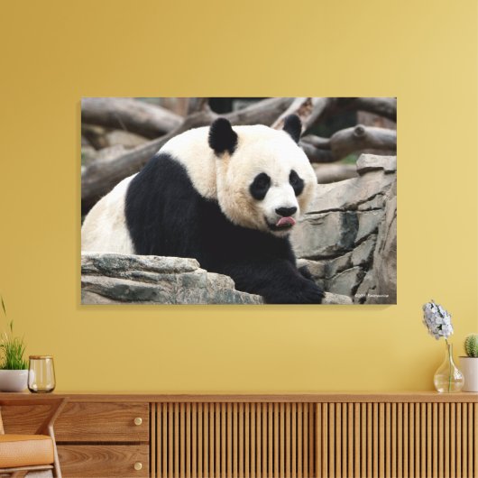 Giant Panda op Rocks Canvas Afdruk (Insitu (Woonkamer))