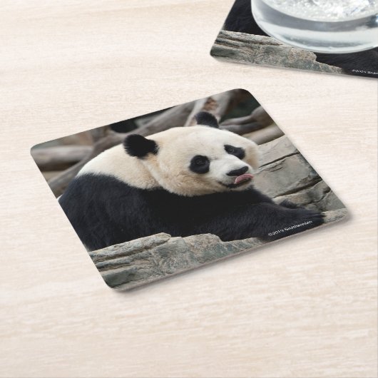 Giant Panda op Rocks Kartonnen Onderzetters (Schuin)