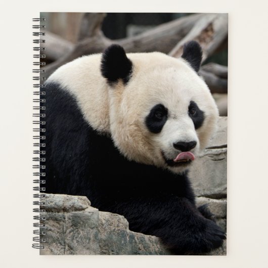 Giant Panda op Rocks Planner (Voorkant)
