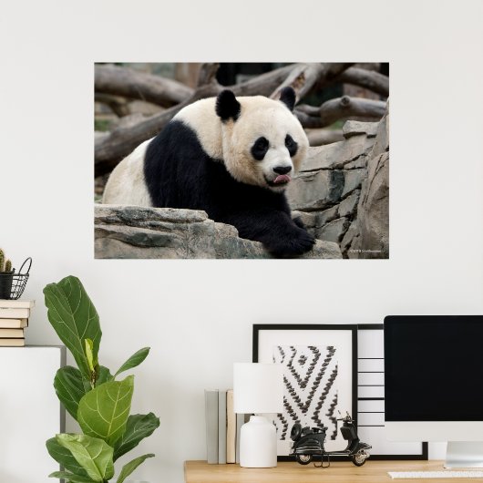 Giant Panda op Rocks Poster (Thuiskantoor)
