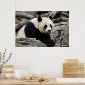 Giant Panda op Rocks Poster (Keuken)