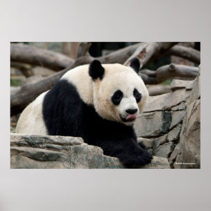 Giant Panda op Rocks Poster
