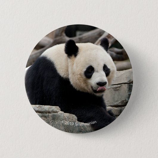 Giant Panda op Rocks Ronde Button 5,7 Cm (Voorkant)
