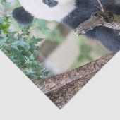 Giant Panda-papier voor weefselproblemen/papier vo Tissuepapier (Detail)