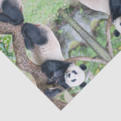 Giant Panda-papier voor weefselproblemen/papier vo Tissuepapier (Detail)