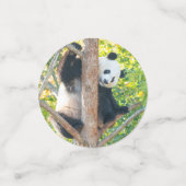 Giant Panda Pics Confetti (Kleine voorkant)