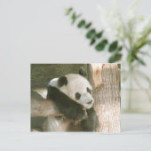 Giant Panda Postcard Briefkaart (Staand voorkant)