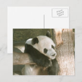 Giant Panda Postcard Briefkaart (Voorkant / Achterkant)