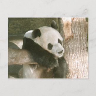 Giant Panda Postcard Briefkaart