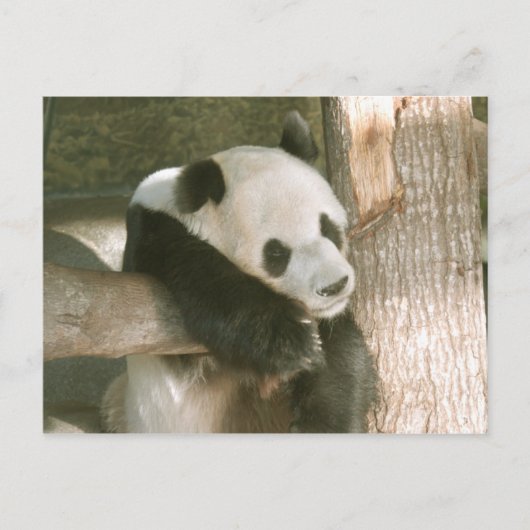 Giant Panda Postcard Briefkaart (Voorkant)