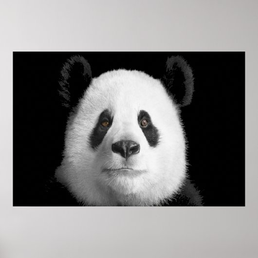 Giant Panda Poster (Voorkant)