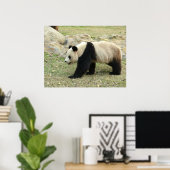 Giant Panda Poster (Thuiskantoor)