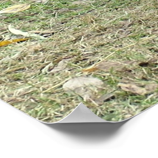 Giant Panda Poster (Hoek)