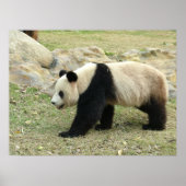 Giant Panda Poster (Voorkant)