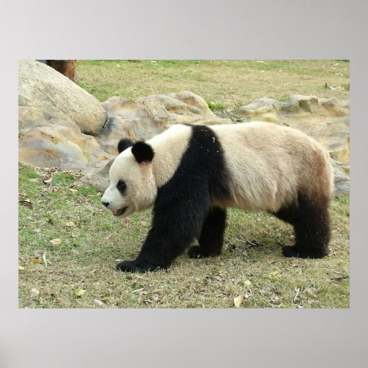 Giant Panda Poster (Voorkant)