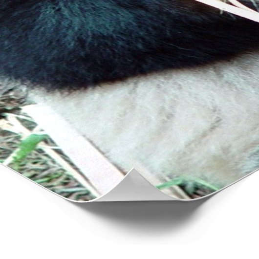 Giant Panda Print (Hoek)