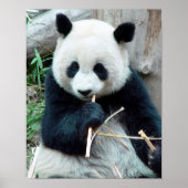 Giant Panda Print (Voorkant)
