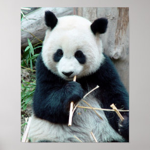 Giant Panda Print