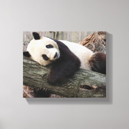 Giant Panda Relaxing and Hugging Tree Branch Canvas Afdruk (Voorkant)
