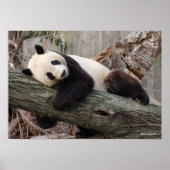 Giant Panda Relaxing and Hugging Tree Branch Poster (Voorkant)