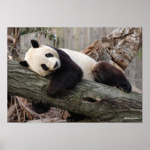 Giant Panda Relaxing and Hugging Tree Branch Poster