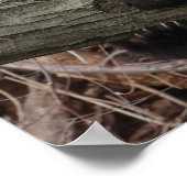 Giant Panda Relaxing and Hugging Tree Branch Poster (Hoek)