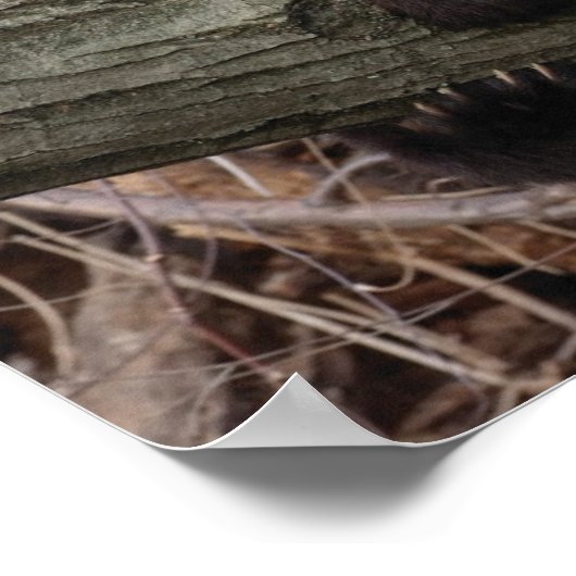 Giant Panda Relaxing and Hugging Tree Branch Poster (Hoek)